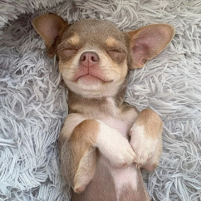 Dog Bed Super Soft Washable Long Plush Pet Kennel Deep Sleep Dog House Velvet Mats Sofa For Dog Basket Pet Cat Bed null